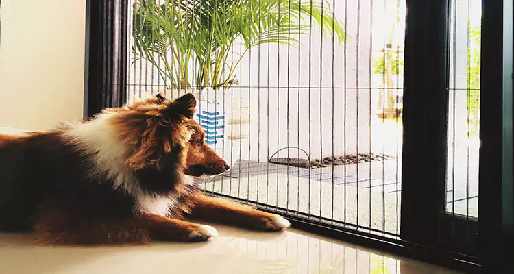Sliding Screen Pet Door Repair in Ferry Pass, FL