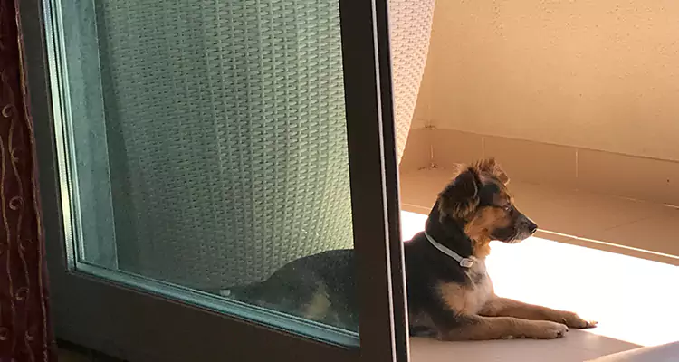 French Door Pet Screen Repair in Ferry Pass, FL